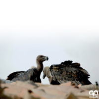 گونه دال پشت سفید White-rumped Vulture